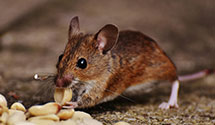 24 Hour & Emergency Exterminators in Mount Eaton, OH